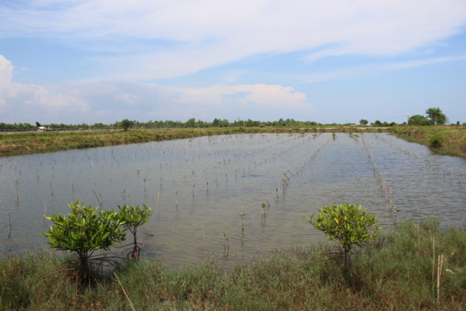 mangrove reforestation in Indonesia