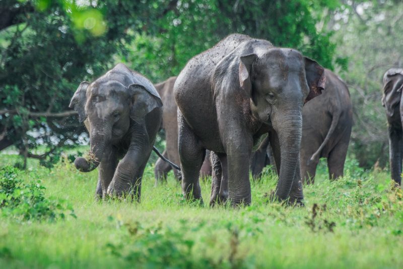 Spare some time to visit the eco-friendly elephant sanctuary in Koh Samui